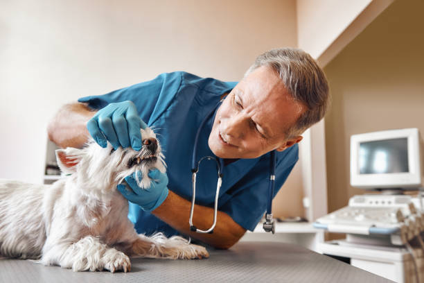 Best Walk-In Emergency Dentist in Thief River Falls, MN